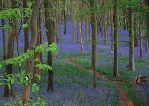 Home. Bluebells