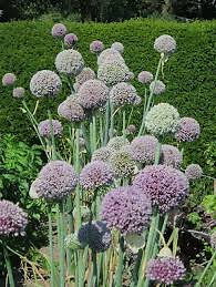 Home. alliums